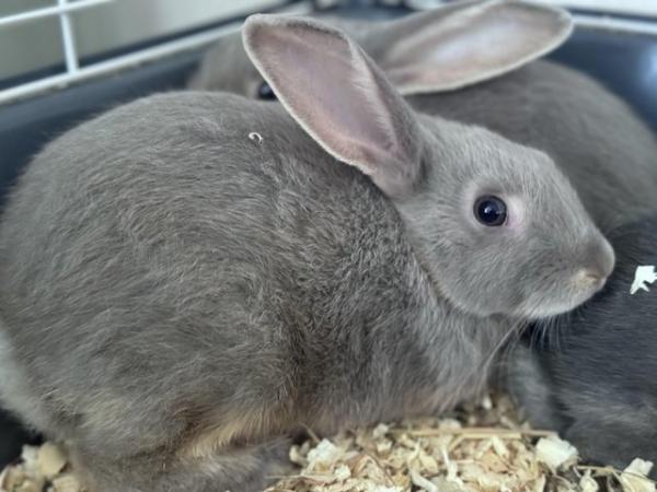 Image 4 of Beautiful mini Rex x mini lop baby bunnies (plush carriers)