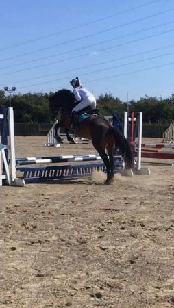 Image 3 of For Part Loan / Share 16’2 Irish Sports Horse