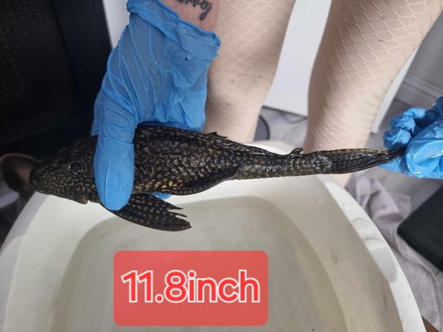 Preview of the first image of Leopard sail fin pleco for rehoming.