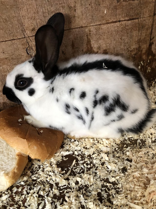 English spot baby rabbits for sale — Pets & Animals in Basildon