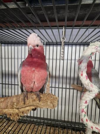 Image 5 of Stunning Baby Galah Cockatoo