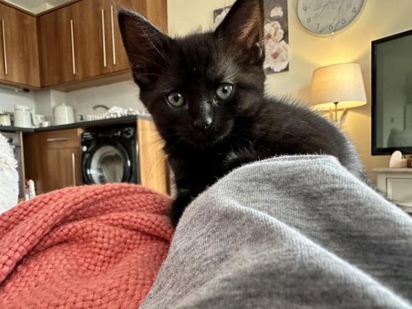 Image 4 of Beautiful pure black kitten for sale