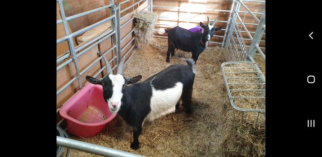 Image 1 of TWIN FEMALE PYGMY GOATLINGS FOR SALE