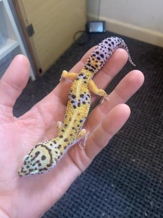 Image 5 of Leopard gecko hatchlings and young adults