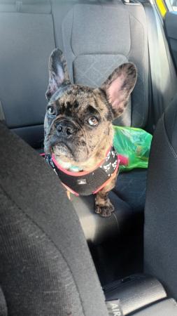 Image 4 of 8 month old french bulldog