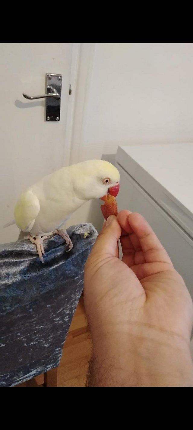 Preview of the first image of Albino Ringneck Parrot HAND TAME DOES NOT BITE.