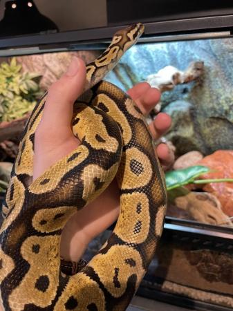 Image 5 of 4 year old Ball Python with Vivarium for sale