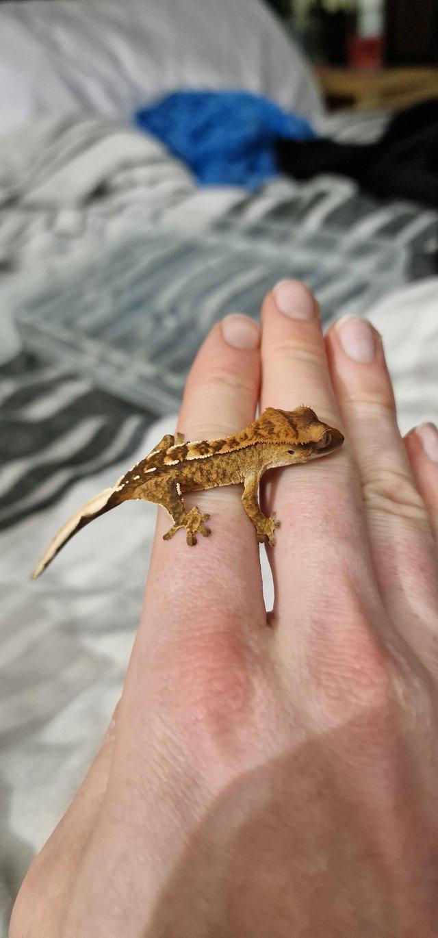 Preview of the first image of 5 month old Harlequin crested gecko.