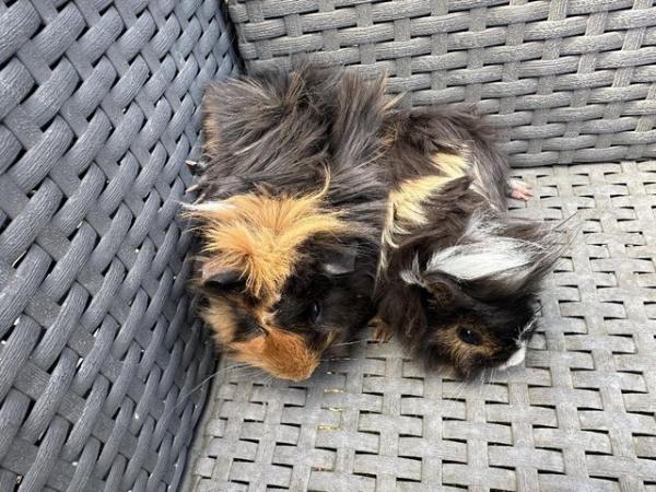 Image 10 of 2 left x Pretty funky haired female guinea pigs.