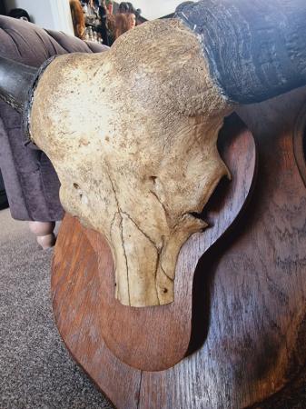 Image 3 of Mounted Cape Buffalo Skull & Horns on Oak Plaque