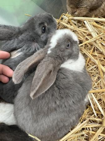 Image 4 of Mini plush lop x  boys and girls available