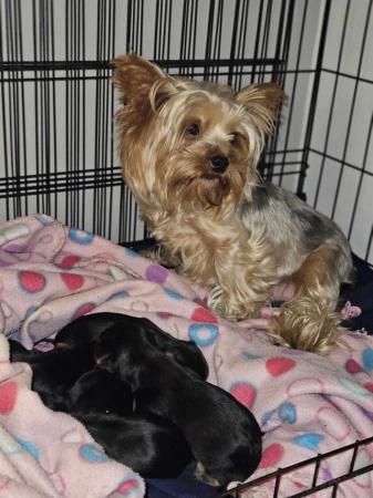 Image 3 of Miniature Yorkshire Terrier puppies for sale!