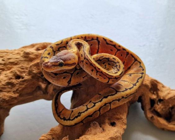 Image 4 of Hatchling royal pythons for sale