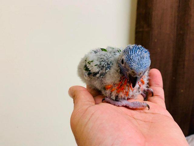 Preview of the first image of Hand reared Baby Rainbow Lorikeet SOLD.