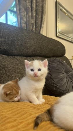 Image 5 of 3 adorable kittens- 8 weeks old (3 Left)