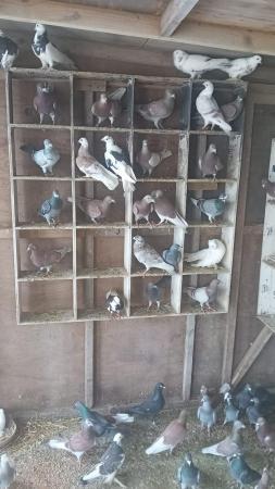 Image 2 of Racing pigeons for sale