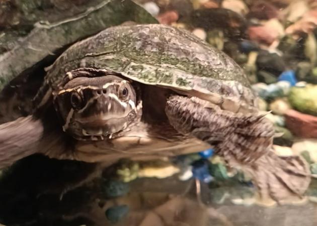 Image 5 of Female musk turtle needs loving home