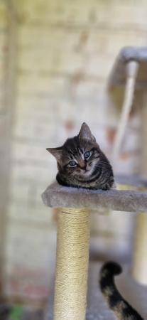 Image 11 of Gorgeous kittens looking for a loving home