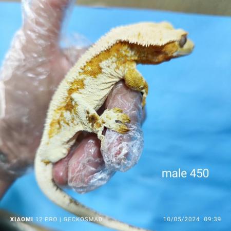 Image 2 of Reducing the male crested geckos in my collection