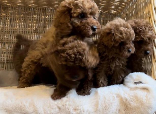 Image 3 of Toy Cavapoo puppies Available