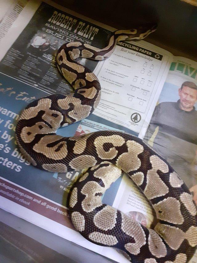 Preview of the first image of female royle python for sale.