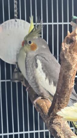 Image 9 of Young cockatiels avairy bred...please read add in full