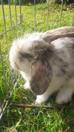Image 7 of Beautiful, Well handled, Baby Mini Lop Rabbits