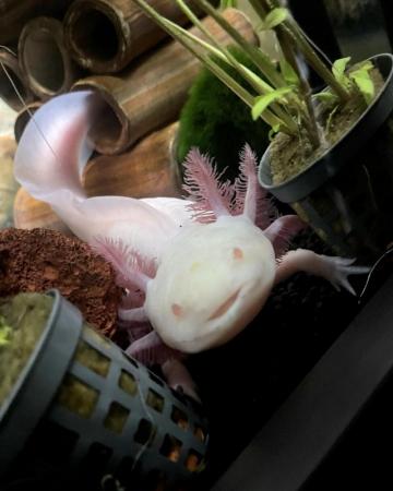Image 3 of 20-30cm Melanoid Albino Axolotl Male