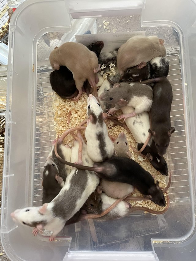 Preview of the first image of 8 week old dumbo rats for sale.