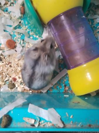 Image 7 of Beautiful 8 dwarfs hamsters (ask for video as pic rubbish