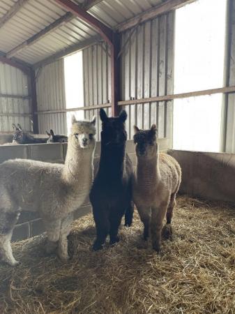 Image 3 of 3 year old boys alpacas