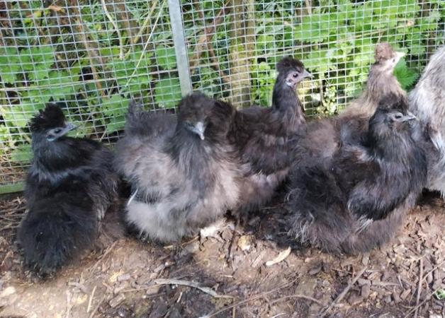 Image 3 of REDUCED...5. Left young silkies good breeding group