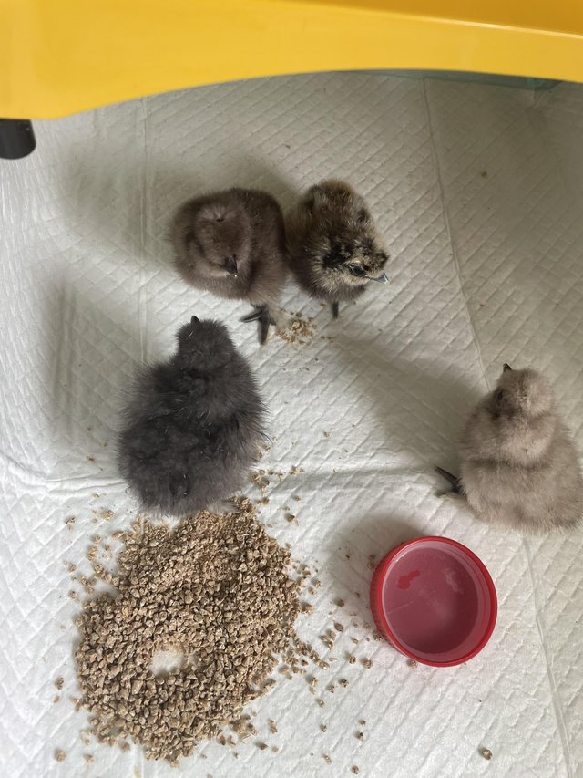 Preview of the first image of Day old chicks silkie chickens.