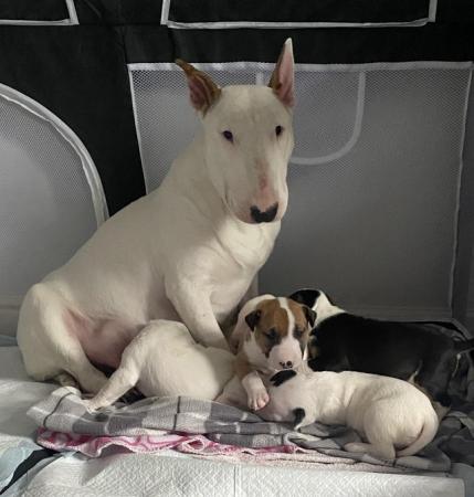 Image 8 of KC Registered English Bull Terrier puppies