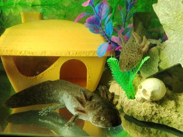 Image 10 of Axolotls £5 each x2 Wild Types. Coldwater