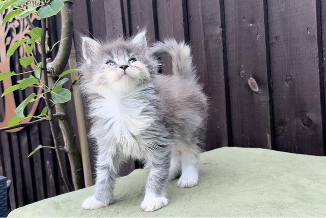 Image 9 of GCCF XL MAINE COON KITTENS SILVER/SMOKE