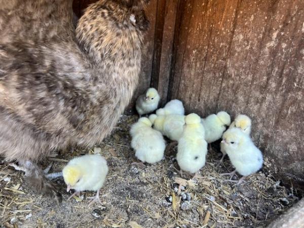 Image 1 of Silkie mum with 12 pure polish chicks for sale