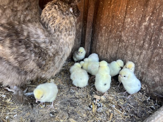 Preview of the first image of Silkie mum with 12 pure polish chicks for sale.