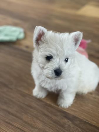 Image 7 of Ready NOW West highland white terrier KC reg