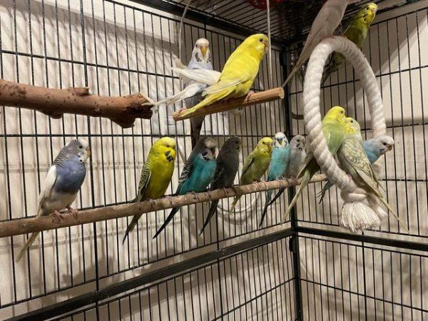 Image 6 of Young budgies for sale mixed colours