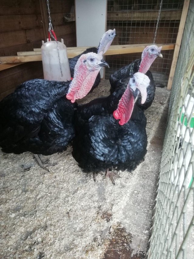 Preview of the first image of Day Old Norfolk Black Turkey chicks.