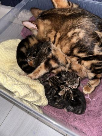 Image 4 of Bengal cross kittens ready to leave in 5 week