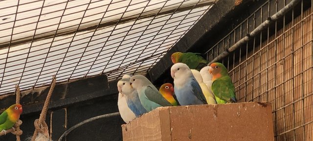 Image 1 of Lovebirds, all colours, ages from 4 months to 2 years