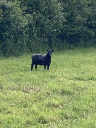 Image 2 of Just sheared zwartbles cross ram. Well mannered.