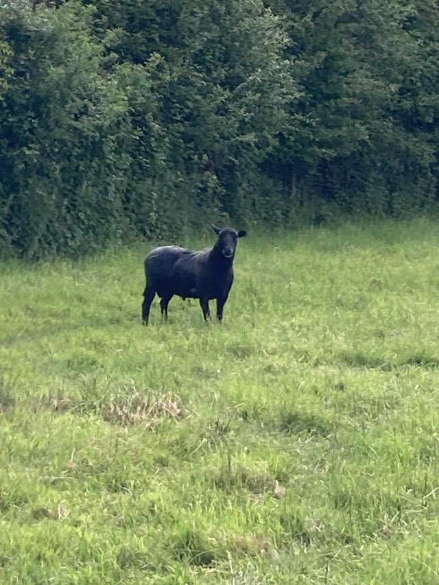 Preview of the first image of Just sheared zwartbles cross ram. Well mannered..