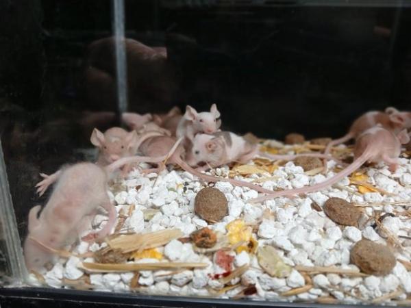Image 19 of Naked Mice , Males and Females
