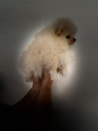 Image 13 of Teddy face Pomeranian puppies