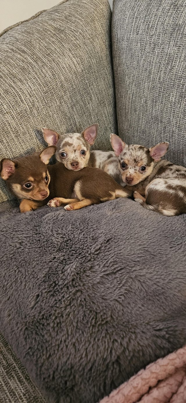 Preview of the first image of Beautiful Merle and chocolate tri chihuahuas.