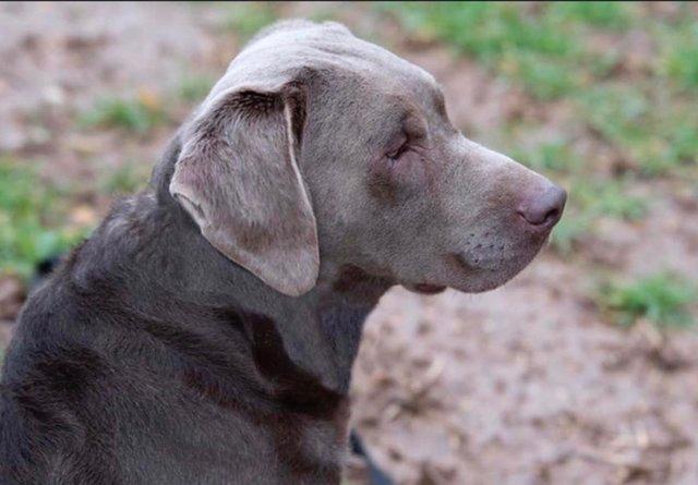 Image 3 of Stunning Silver Labrador Stud - most successful in Uk