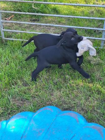 Image 12 of Beautiful Labrador Puppies For Sale